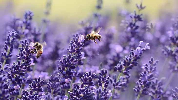 Mosquito Repellent Plants That Really Work