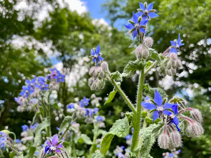 Why you should grow borage in your garden