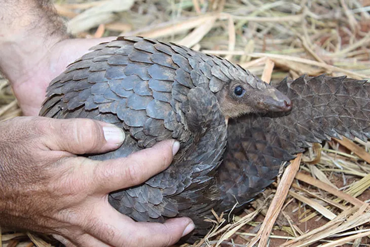 The Plight of the Pangolin: 4 Things to Know