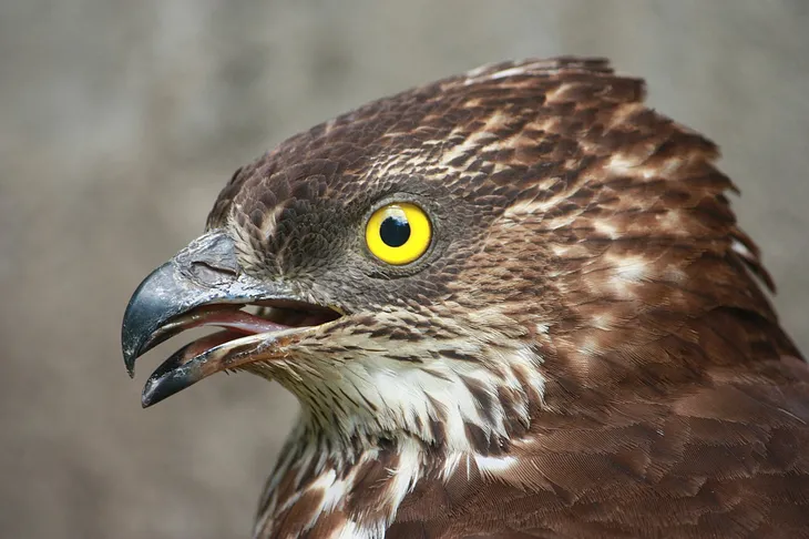 The Incredible journey of a European Honey Buzzard Bird