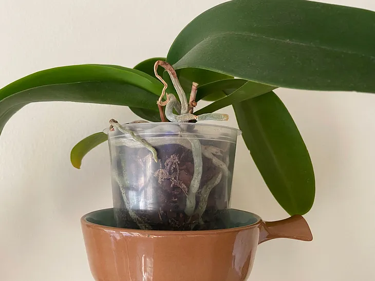 An orchid in a pot.
