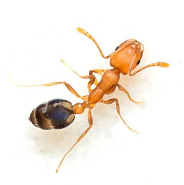 This is an image showing a Pharaoh ant up close.