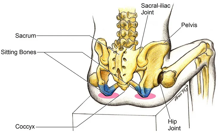 The false biology of manspreading [Updated]