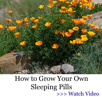 Grow Your Own Sleeping Pills: A Comprehensive Guide to Using the Medicinal Garden Kit