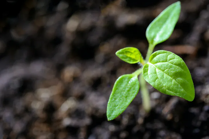 How To Make Your World a Green Paradise: Boron and Its Fantastic Properties