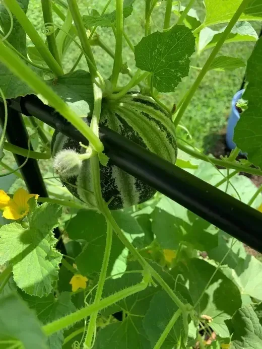 Growing Kajori Melons