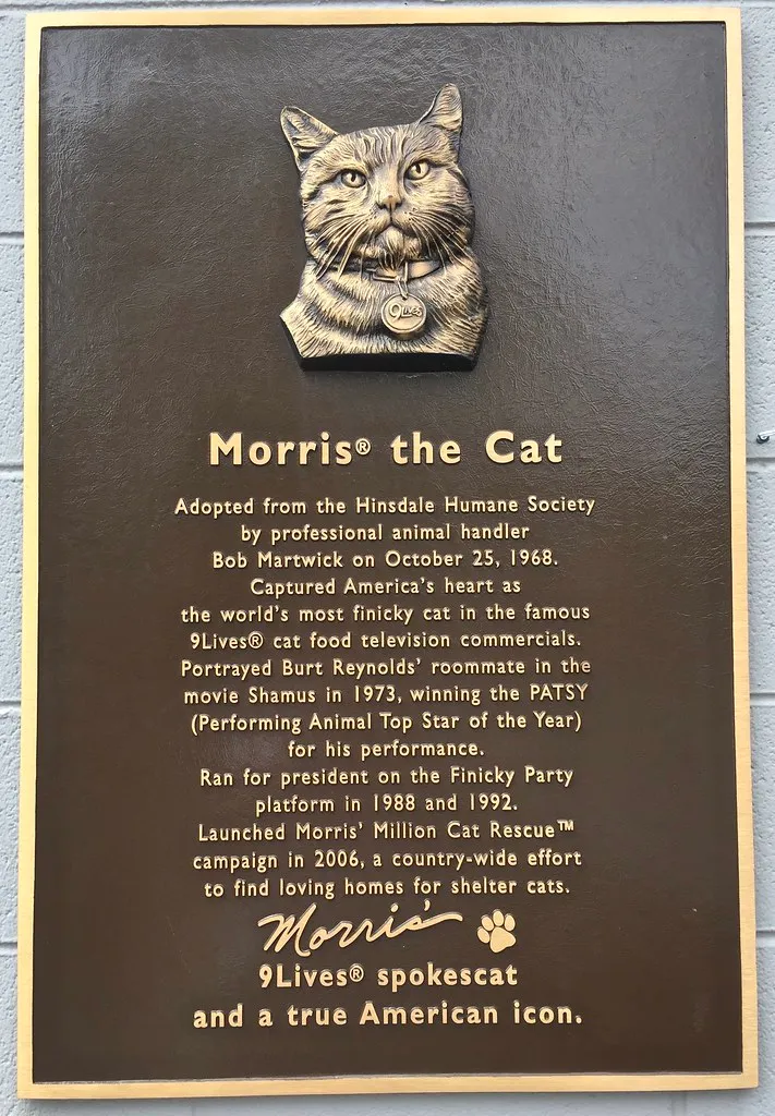 Remembering Morris the Cat