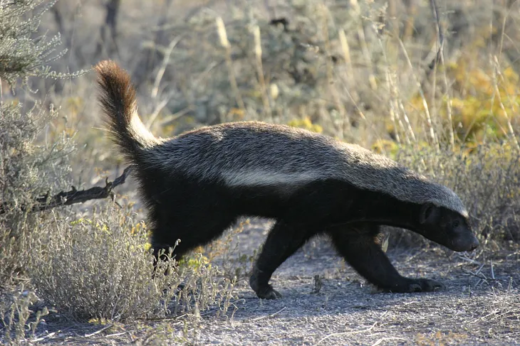 My Panera Delivery Included a Brownie and This Rabid Honey Badger I Didn’t Order