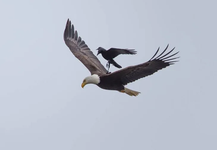 The Eagle and The Crow