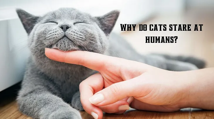 Why do cats stare at humans