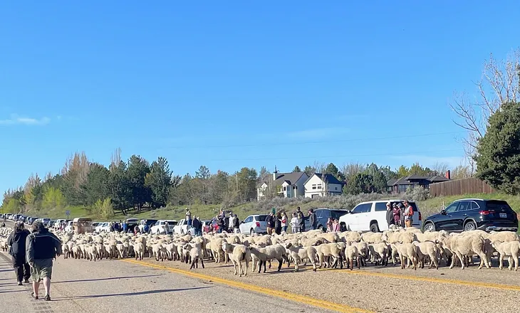 It’s Sheep Crossing Day in Boise and I’m So There For It