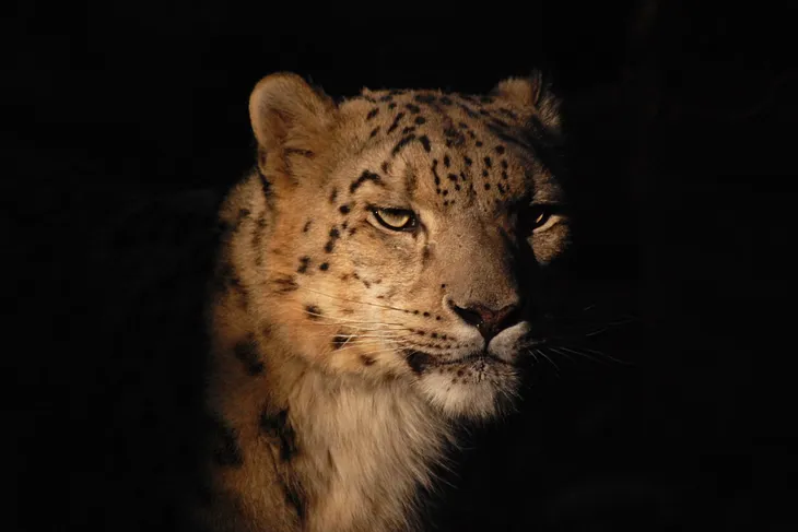 ‘The Snow Leopard’ by Peter Matthiessen