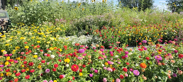 A field of flowers with sunflowers in the back and a variety of others in front of it in every yellows, reds, purples, pinks, and oranges.