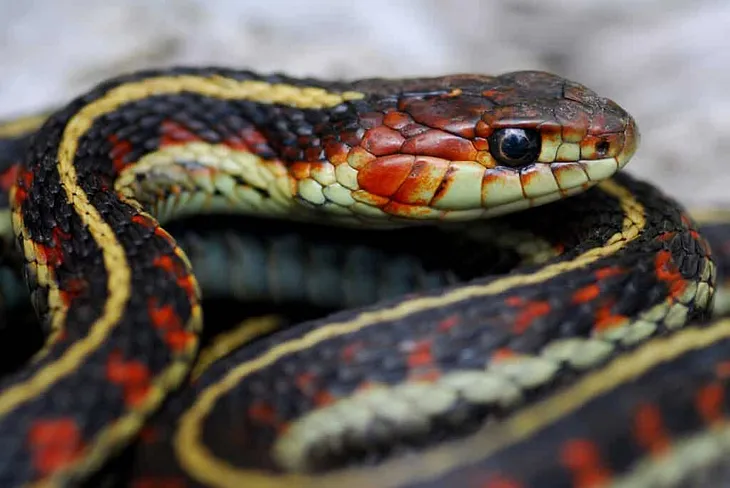 What is the difference between a venomous and a non-venomous snake?
