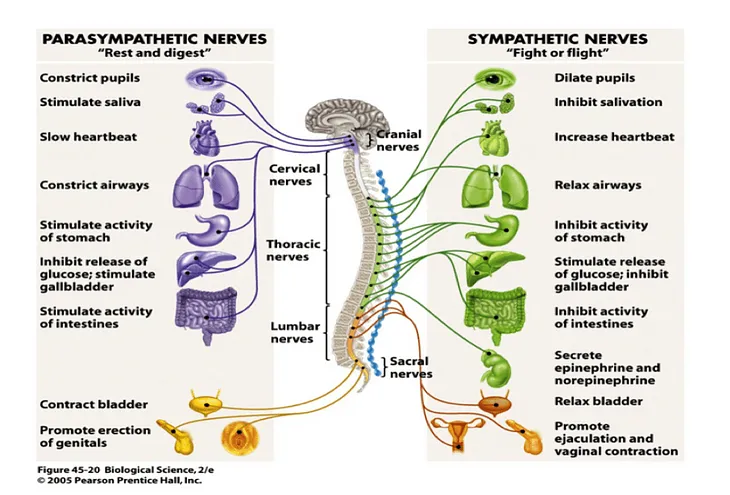 Survival Physiology