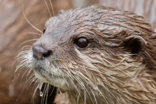 5 Reasons to Love Otters