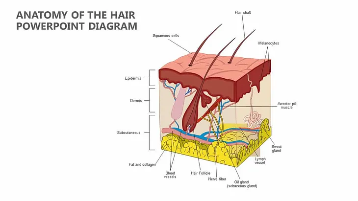 The Science of Hair: From Growth To Hair Loss Solutions