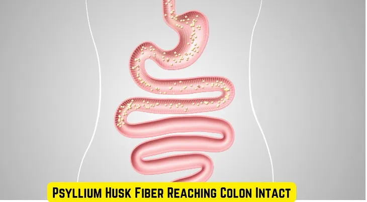 Psyllium Husk: How Does The Fiber Reach the Colon Intact?