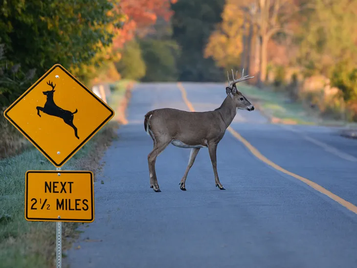 Drive Safe: NJ Urges Caution as Deer Activity Increase, Daylight Decreases