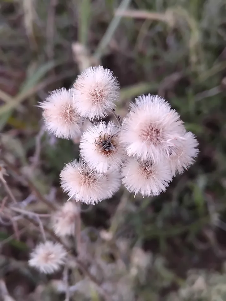 A close-up of a white hairy horseweed plant