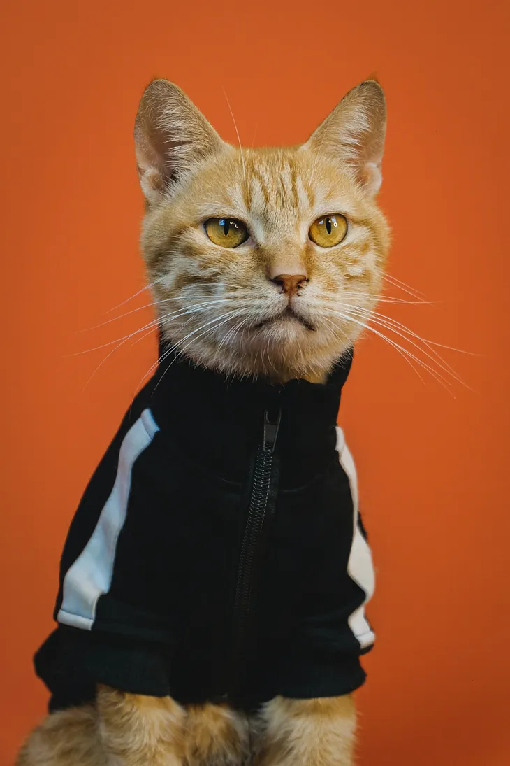 A serious looking orange cat in a sweater exudes gravitas.