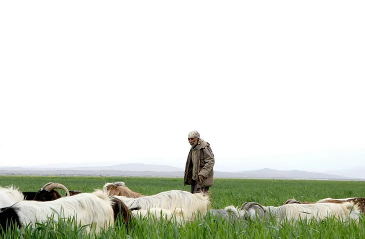 A shepherd out in the field with his sheep