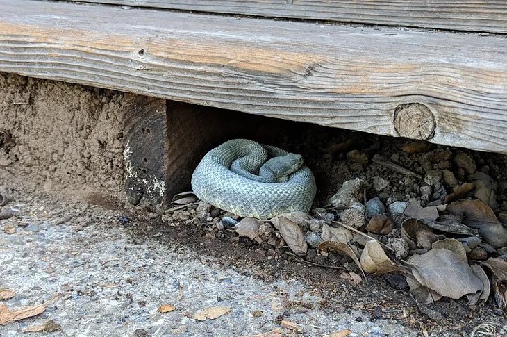 How to Make Your Yard Snake-UNfriendly