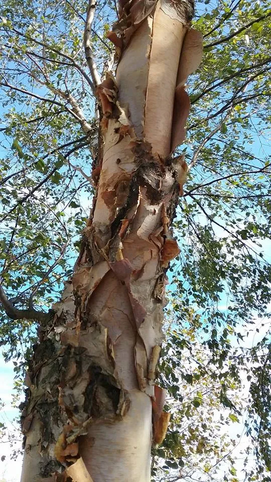 Shedding