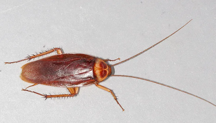 What You Need To Know About Cockroaches