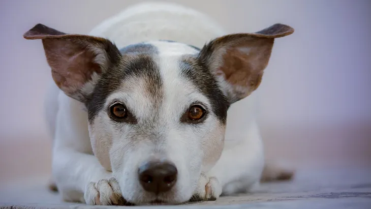 Tired of yapping? How to stop nuisance dog barking.