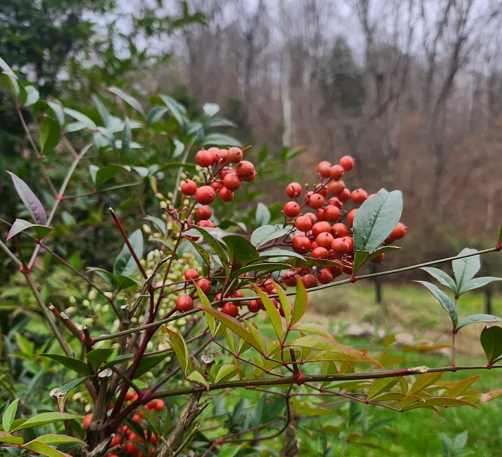 Bright red Nandina berries.