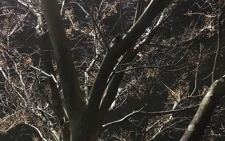 Dark gnarled branches of a tree at night silhouetted with the bright contrast of the streetlight