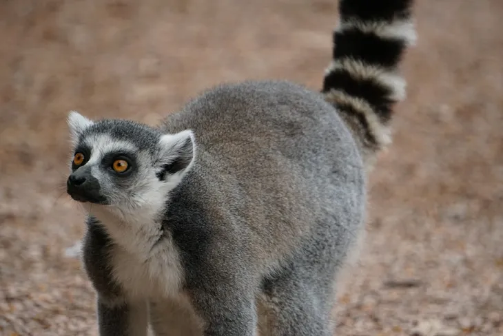 Ring-tailed lemur