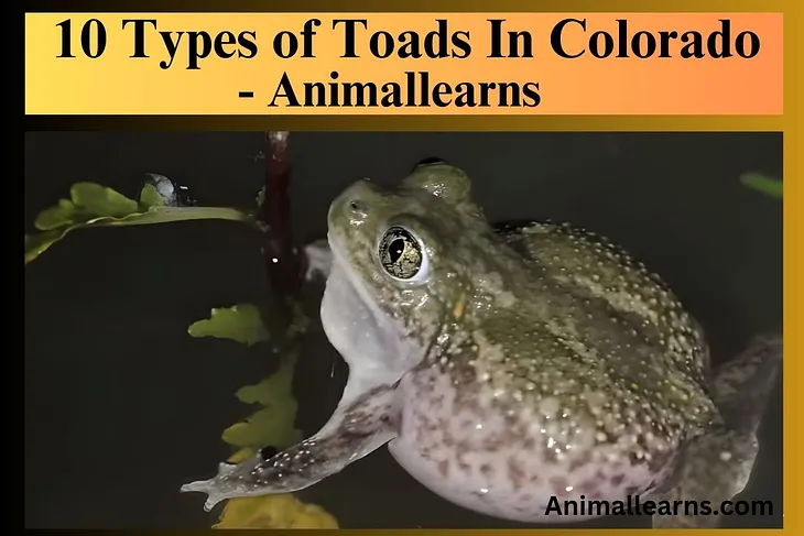 10 Types of Toads In Colorado — Animallearns