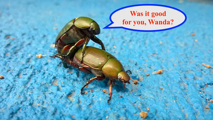 A male scarab beetle is shown mounting and mating with a female beetle. A speech bubble humorously depicts him saying, “Was it good for you, Wanda?”