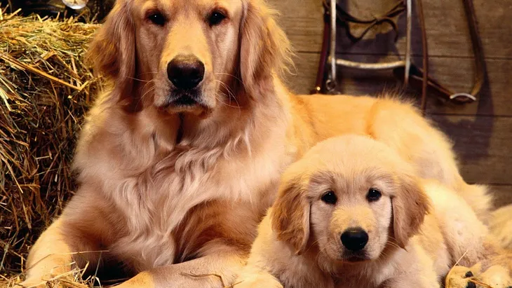 Best Big Dog Breeds For Families In The World