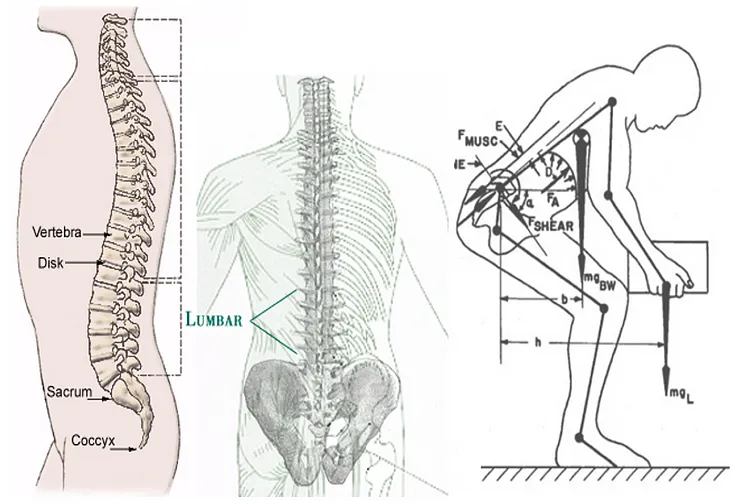 Occupational Ergonomics Basics