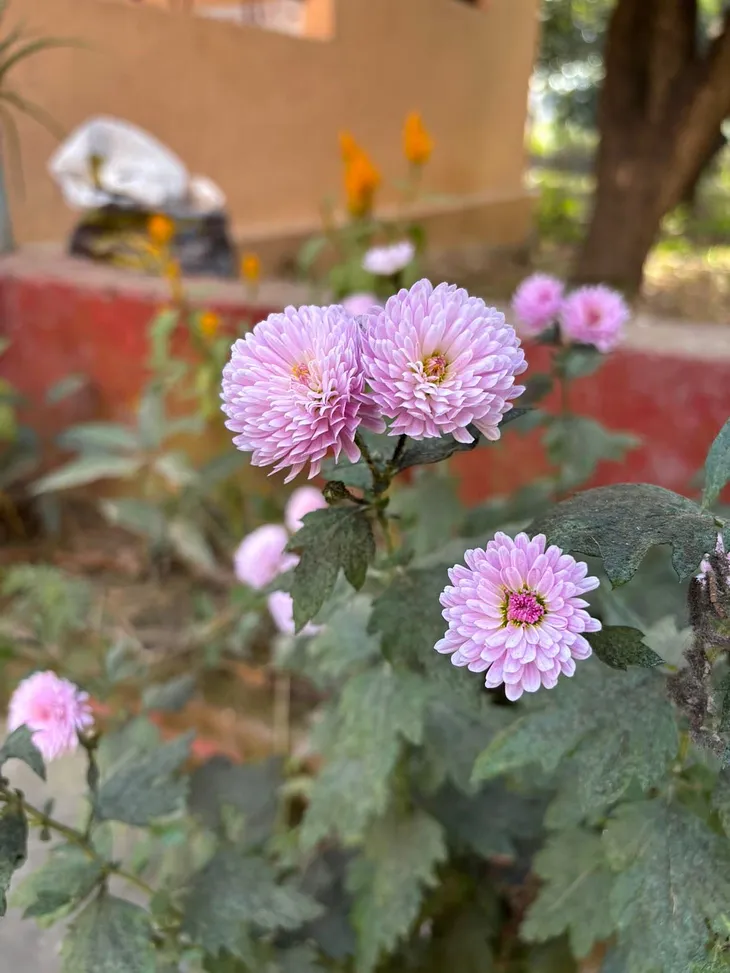 Wild Flower Bloom