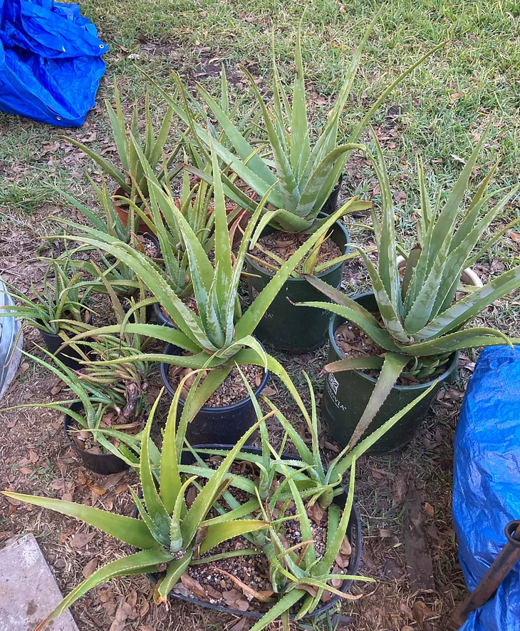 Everything You Think You Know About Growing Aloe vera Is Wrong