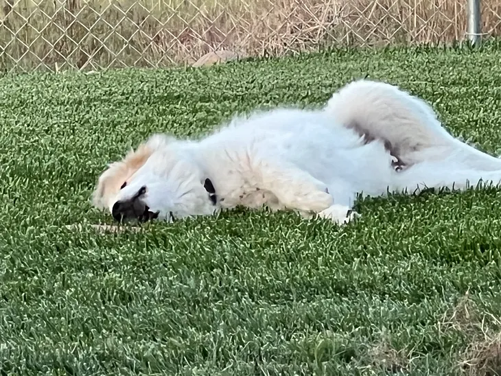 The author pictures her dog, Eddie, lying in the grass.