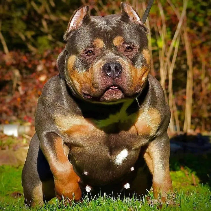 The American Bully Breed: How Important are Foundation Females in a Breeding Program?