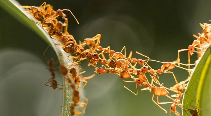 #BlackLivesMatter — What Argentine Ants can teach us about Coexistence