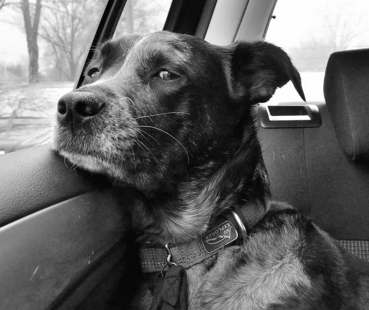 How to Help Your Dog Get Over Car Anxiety