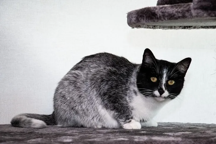 Genetic Mutation Underlying Finland’s “Salty Liquorice” Cats Identified