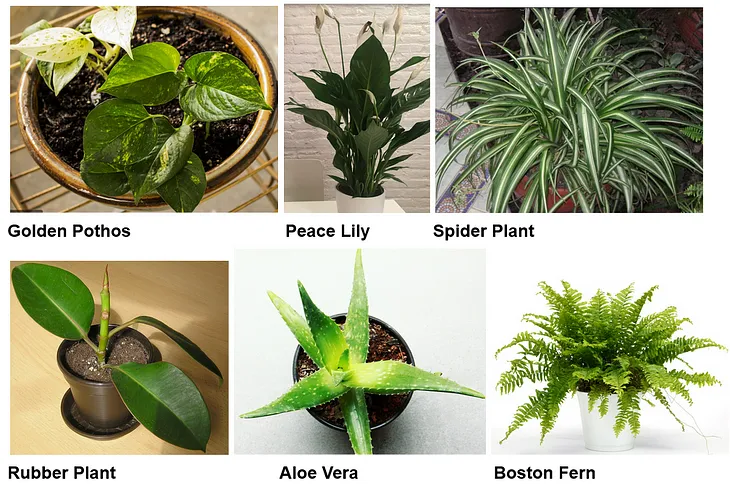 Indoor plants are not as green as you may think!