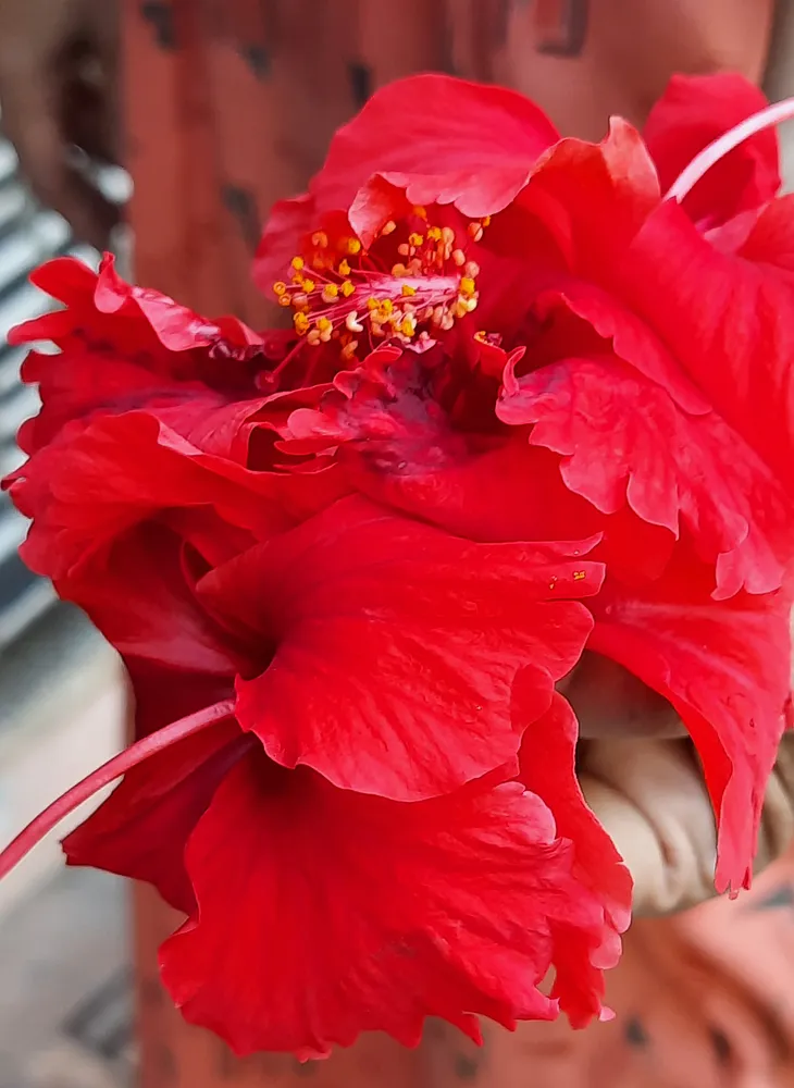 Freshly harvested hibiscus flowers