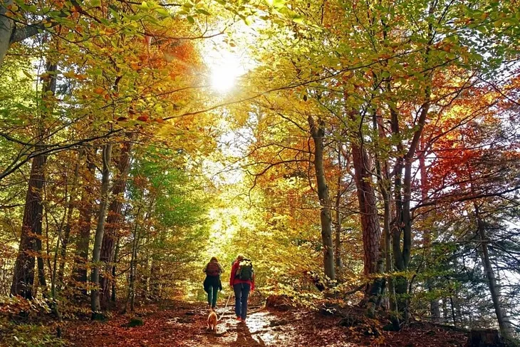 Why Walking in Nature Feels So Refreshing