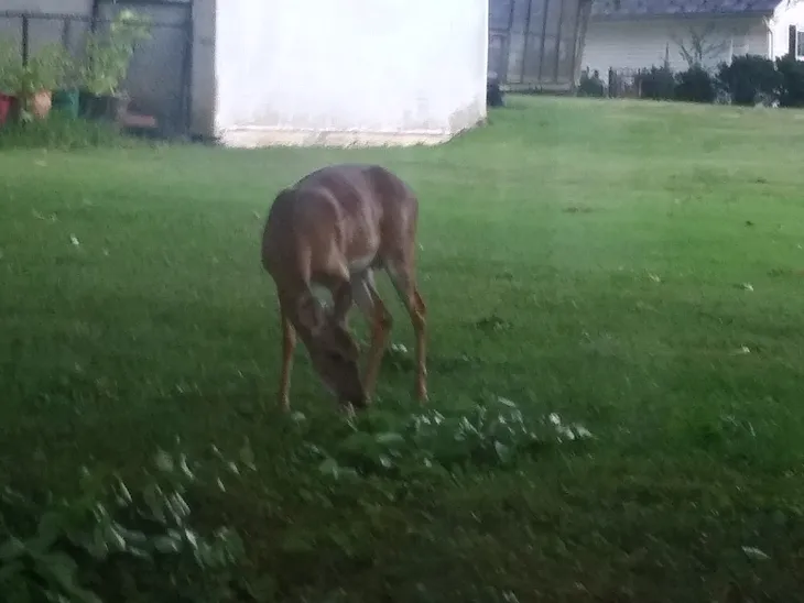 Dinner Guest. Planting Seed and Caveman’s Pasta is Born!