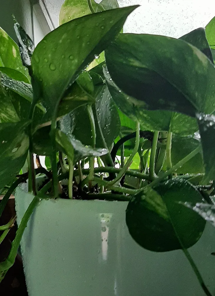 Big Dumb Pothos Guide for Black Thumbs, Dark Times and Beyond.