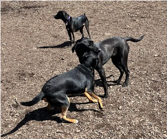 Dog Park: Three dogs in a dog park. Two are playing with each other and the other is looking away. The dogs are playing on mulch.